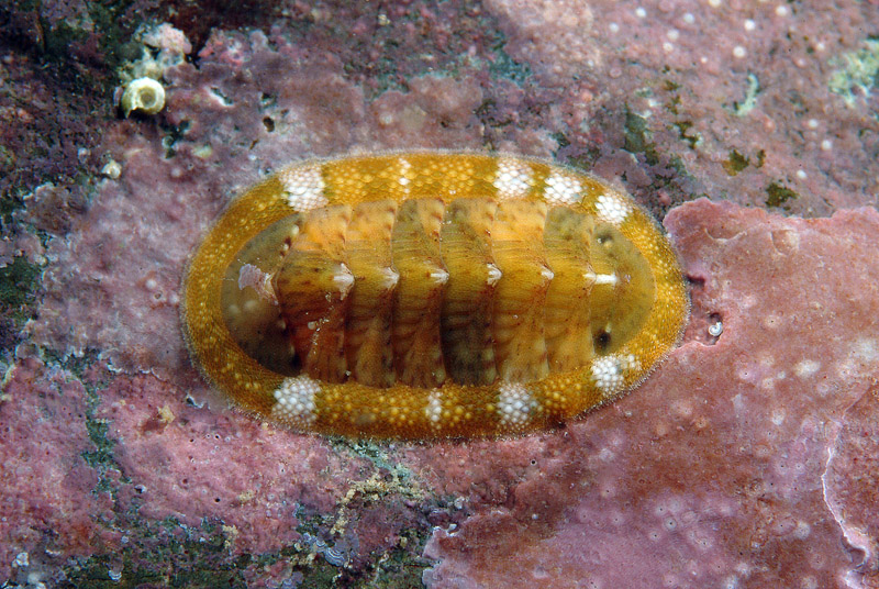 Piccoli di Chiton olivaceus